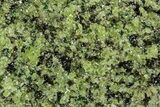 Peridot Crystals in Basalt - Arizona #355071-1